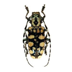 Anoplophora cf. medenbachi