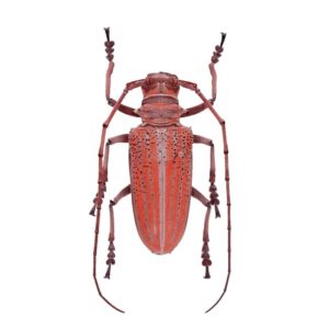 Rosenbergia weiskei