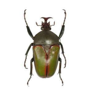 Ceratorhina cupreosuturalis