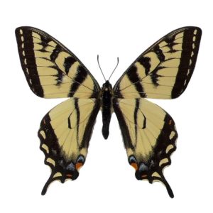 Papilio glaucus canadensis
