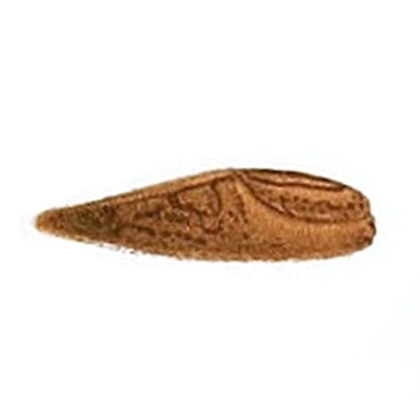 Limax arborum f. valentianus