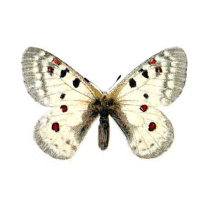 Parnassius phoebus F