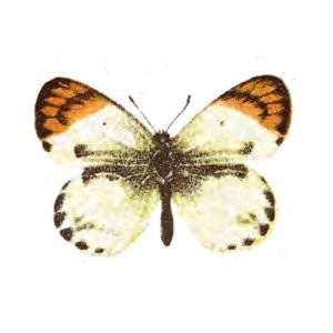 Catopsilia nouna F