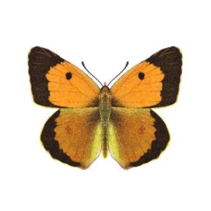 Colias crocea M