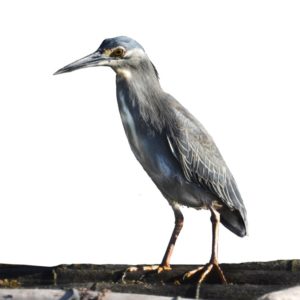 Butorides striatus