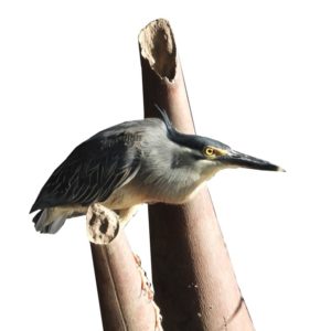 Butorides striatus