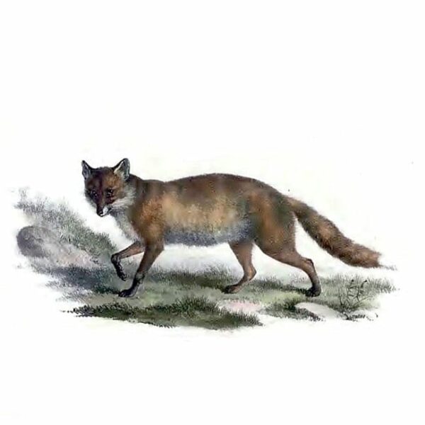 Vulpes vulgaris